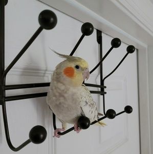 Meet your Posher, Faye